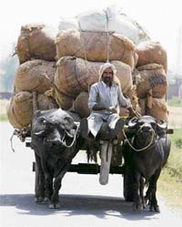 A farmer transports fodder sacks on his cart on the outskirts of Jammu on Tuesday.