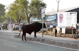 Heaps of garbage and stray animals make a mockery of a hoarding erected by the state government highlighting its development schemes at Fatehabad.
