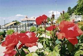 These roses in full bloom were captured at the mini rose garden near The Ridge in Shimla