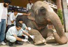 Lakshmi being examined by veterinary doctors at GADVASU Hospital in Ludhiana on Thursday.