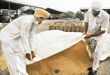 Farmers cover wheat at a market in Bathinda that was hit by a duststorm followed by rain, on Thursday.