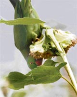 A parrot feasts on the seeds of a sunflower in Ludhiana.