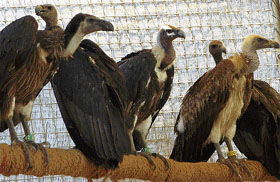 Breeding programmes in captivity house fewer than 200 vultures.