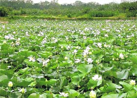 Thousands of white lotuses bloom in the Sukhna Lake which welcomes the tourists to see the beauty