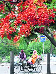 A Gulmohar tree in full bloom in Karnal