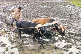 A Kashmiri farmer ploughs his field with the help of cows in Awantipore,south of Srinagar.