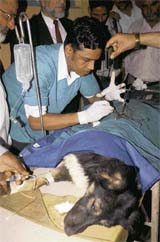 Veterinary surgeon Dr Abdul Rais of Jaipur operates upon a dog in Srinagar. The Srinagar Municipal Corporation, the Animal Husbandry Department and the Society for Prevention of Cruelty to Animals have launched a sterilisation drive for dogs in the city