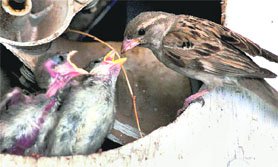A sparrow feeds her little ones in Bhopal on Sunday.