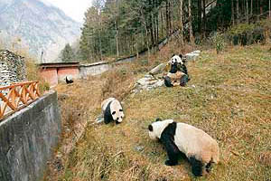 This file picture taken on February 9, 2007, shows pandas at the Conservation and Research Centre for the Giant Panda in Wolong, which was rocked by an earthquake.
