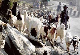 As snow melts on higher reaches, nomad Gujjars and Bakkerwal tribes start moving their cattle to greener pastures