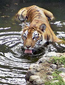 With the mercury rising, a tiger cools off in a lake in Guwahati zoo
