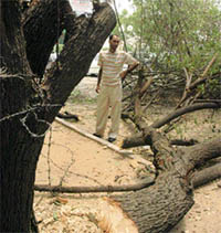 Branches of trees that were pruned in a parking lot Sector 34, Chandigarh, on Wednesday.