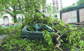 A tree fell on a car during a duststorm in the Capital on Wednesday. Heavy duststorm followed by torrential rains lashed the city, throwing normal life out of gear. 
