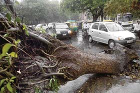 Trees were uprooted as heavy thunderstorm lashed New Delhi
