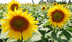 Sunflower plants glow amid sunshine at a field in Nathana on Thursday. 