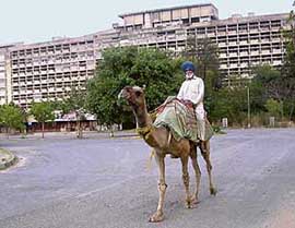 An old man on his camel coming back after enjoying the view of Punjab and Haryana Secretariat in Chandigarh on Thursday. 