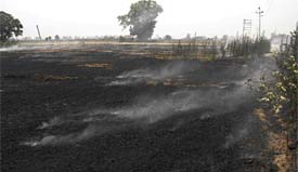 Farmers burning wheat stubble in fields