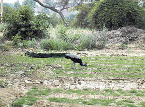 A peacock sanctuary has been opened in 10 acres at PAU in Ludhiana.