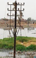 A view of the pitiable condition of BSNL telephone lines