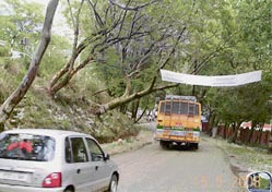 These trees leaning precariously along a stretch of the National Highway No. 20 between Palampur and Holta can lead to a tragedy anytime