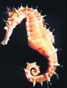 Male seahorses are being studied  for their effects of pregnancy  to understand the origin of traits in evolutionary biology
