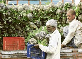Workers unload pineapples from a truck at the Karnal fruit market
