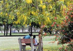 To protect itself from the blazing sun, a couple takes shelter under a blooming tree at Atal Park in Karnal