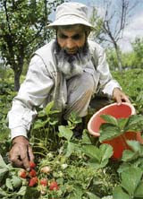 A farmer picks strawberry from his field at Harwan in Srinagar.
