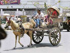 A woman travelling in a horse-cart covers her head with a bamboo basket to protect herself from blazing sun in Patna on Sunday.