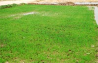 A paddy field in Doda village of Muktsar