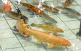 A shoal of fish at a pond outside the State Bank of India branch