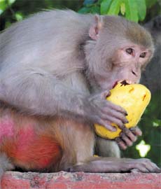 A monkey enjoys a mango snatched from a fruit vendor at Jantar Mantar in New Delhi