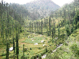Rationalisation of forests will benefit both villagers and wildlife.