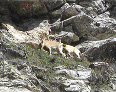 Rationalisation of forests will benefit both villagers and wildlife.