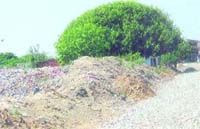 Heaps of skeletons lying outside the Haathi Gate area in Batala.