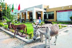 The menace of stray animals has reached an alarming proportions in Jalandhar. Tribune lensman Pawan Sharma captures donkeys having a field day in the heart of Suvidha Centre. 
