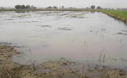 Rain helps farmers prepare fields for sowing paddy and cotton near Ahmedgarh