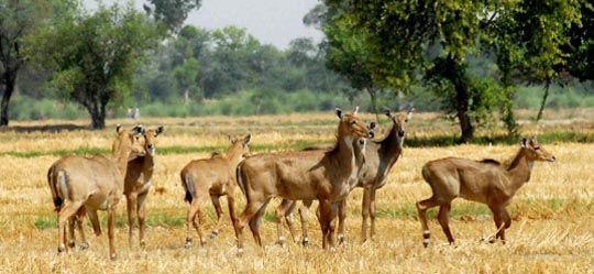 Blue bulls cross the fields that were cleared after harvesting at Chak Duhe Wala village in Muktsar district