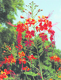 Peacock Flower, the dwarf relative of the Gulmohur tree, Gulmohri.