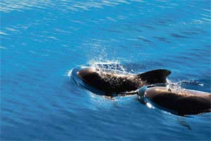 Pilot whales can reach a speed of 32 km/hour and keep up the sprint for 200 metres