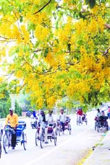 Amaltas flowers in full bloom present a pleasant picture