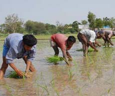 Migrant labourers sowing paddy at Mahuana village in Muktsar district. 