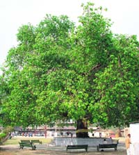 The peepal tree under which students learnt Sanskrit. In the background are the old barracks where the college used to run.