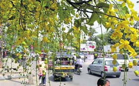 Amaltas flowers provide a colourful view of the Ferozepore road