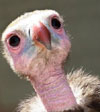 Vibhu is the first vulture born in captivity four months ago at the Vulture Conservation Breeding Centre, Pinjore.