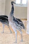 An emu bird in a breeding farm at Bali Charana in Jammu
