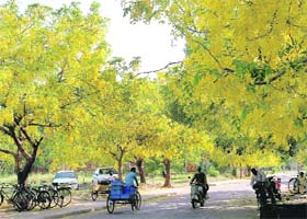 Amaltas bloom has draped the city in its distinct yellow colour
