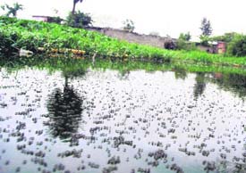 a pool of stagnant water, a perfect breeding ground for mosquitoes, in Sector 51 near Colony Number 5 in Chandigarh. 