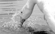 A swan frolicks in Rajindra Lake.