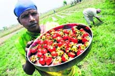 A woman labourer with strawberries collected from a field in Samba. ( A Tribune file photo)